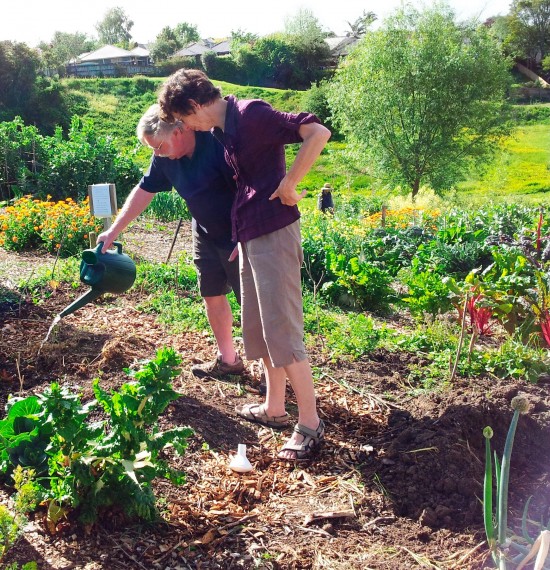 Ian and Margery watering lettuces