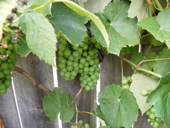 grapes growing along a sunny fence